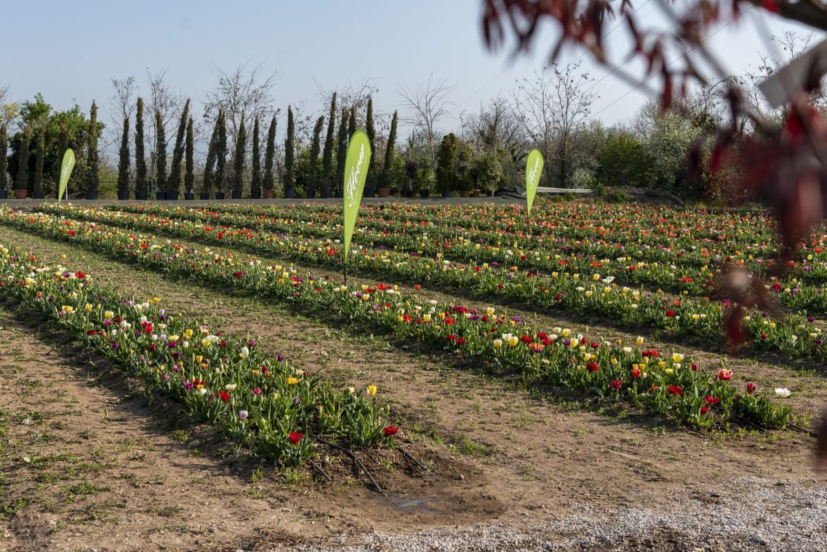 Tulipani Bussolengo Flover Edizione 2022 (1)