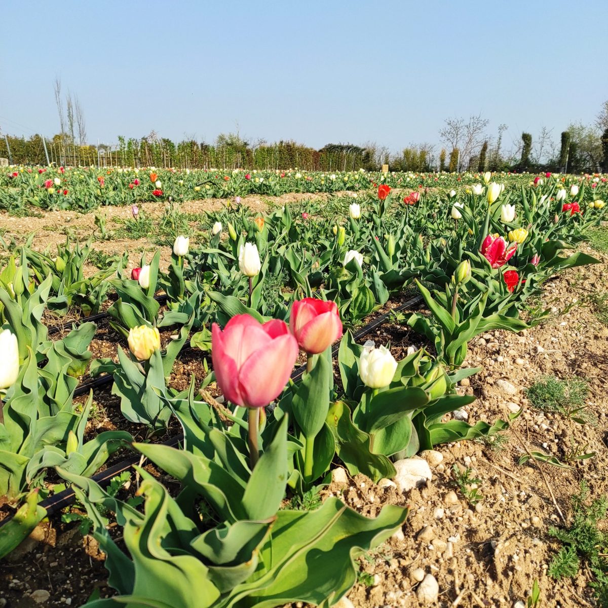 Tulipani Bussolengo Flover Edizione 2022 (1)