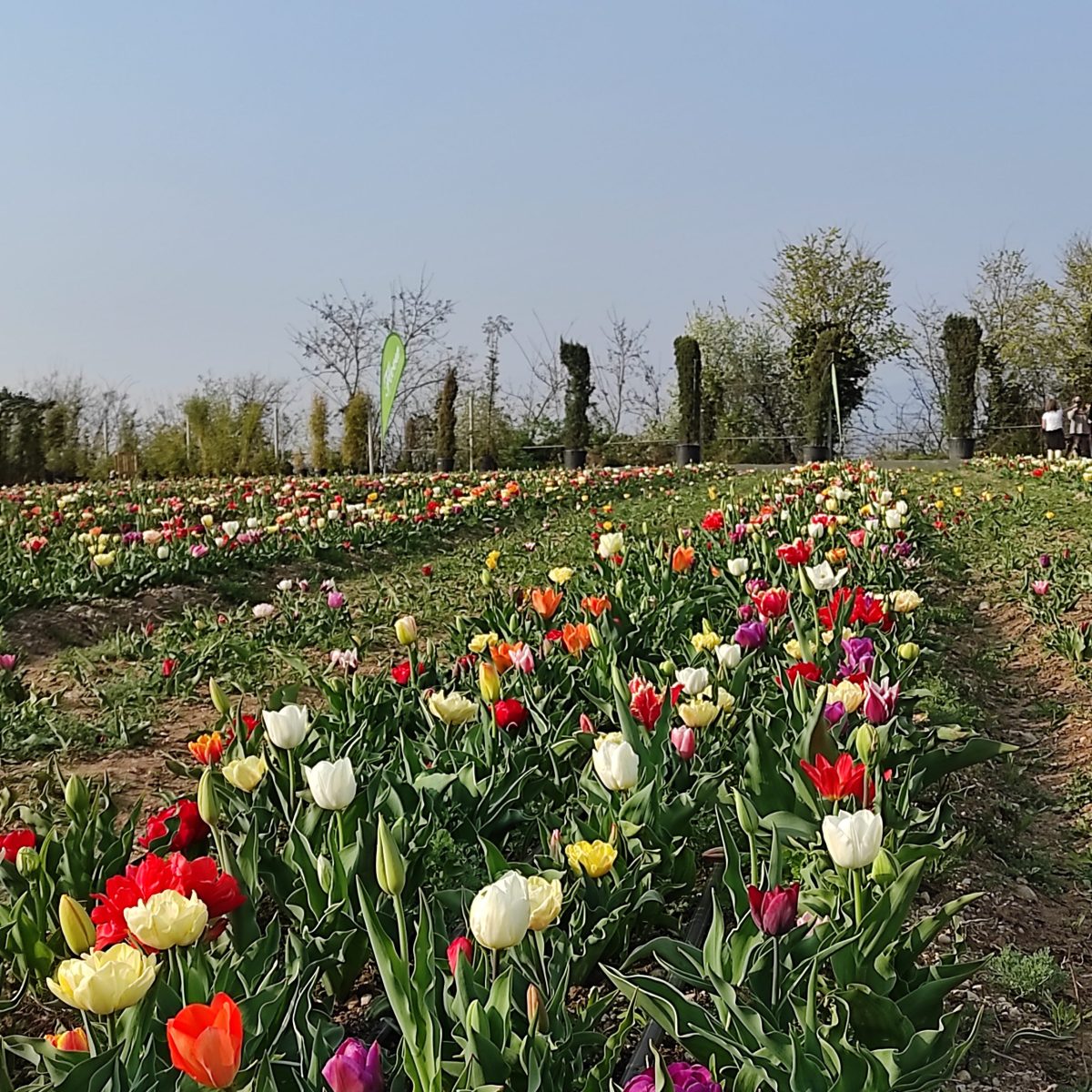 Tulipani Bussolengo Flover Edizione 2022 (1)