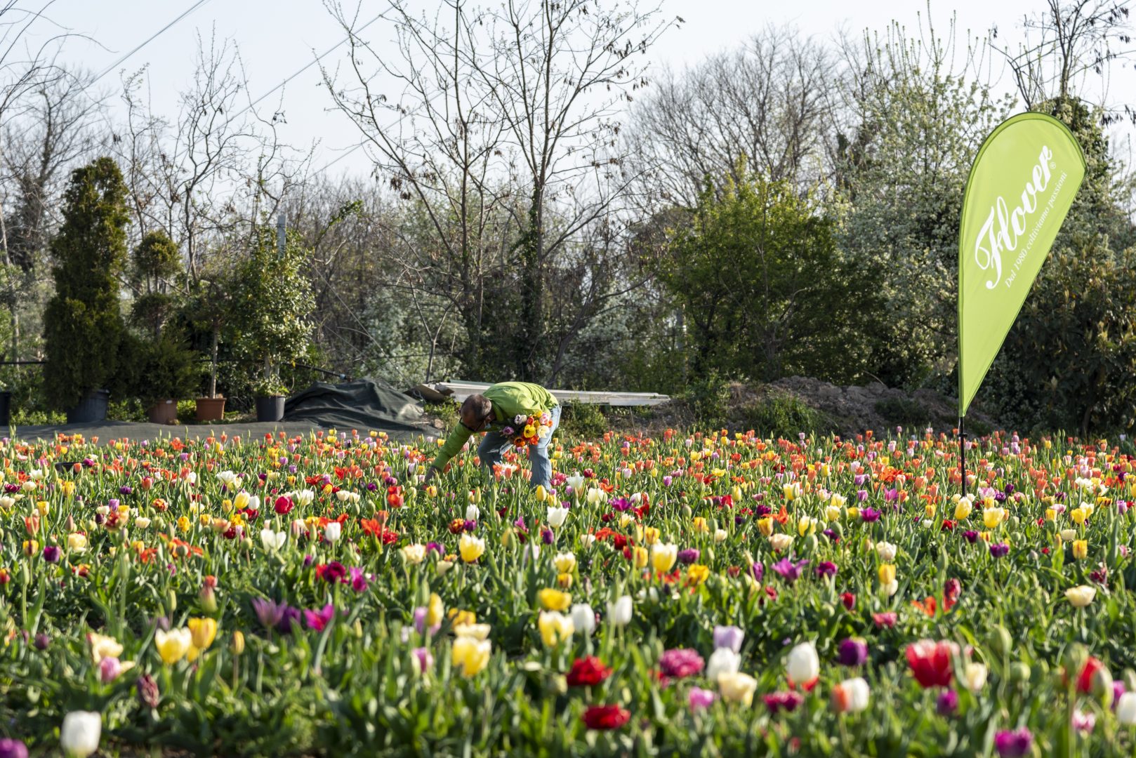 Tulipani Bussolengo Flover Edizione 2022 (1)