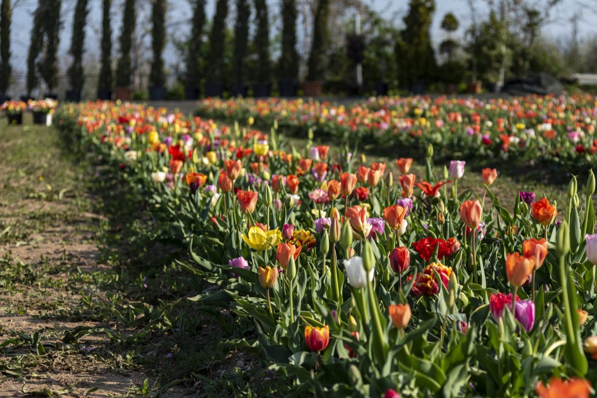 Tulipani Bussolengo Flover Edizione 2022 (1)