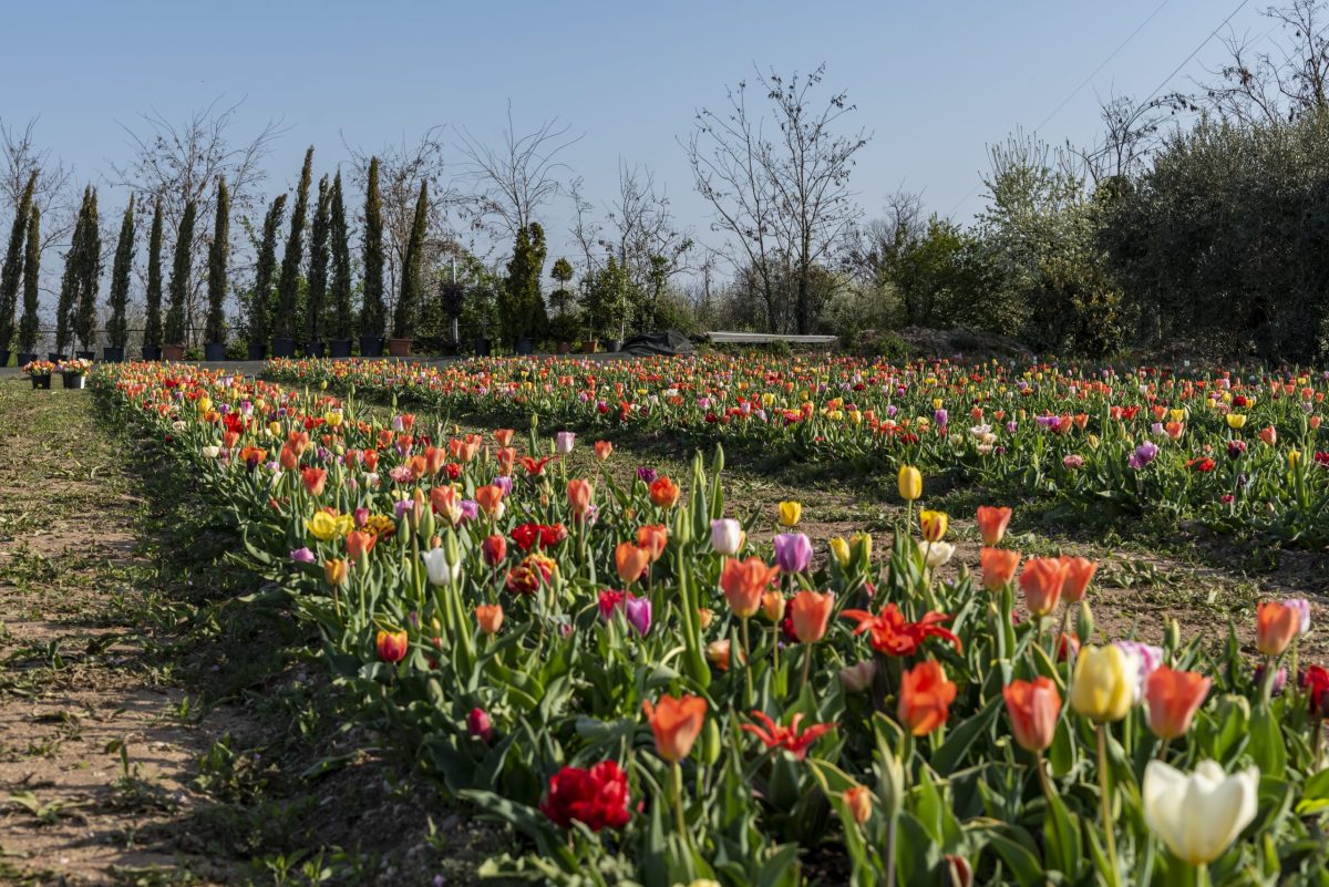 Tulipani Bussolengo Flover Edizione 2022 (1)