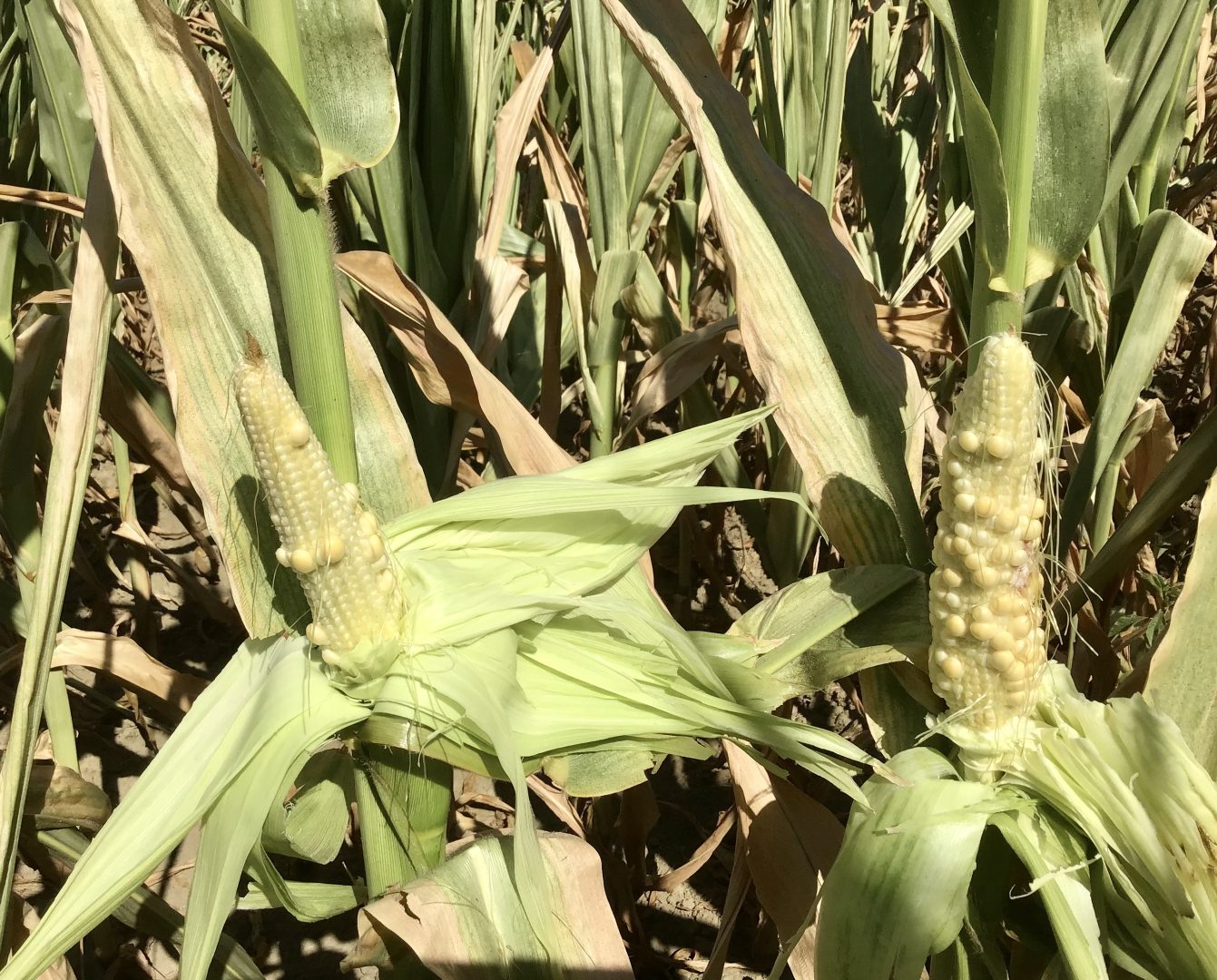 Siccità Confagricoltura Veneto