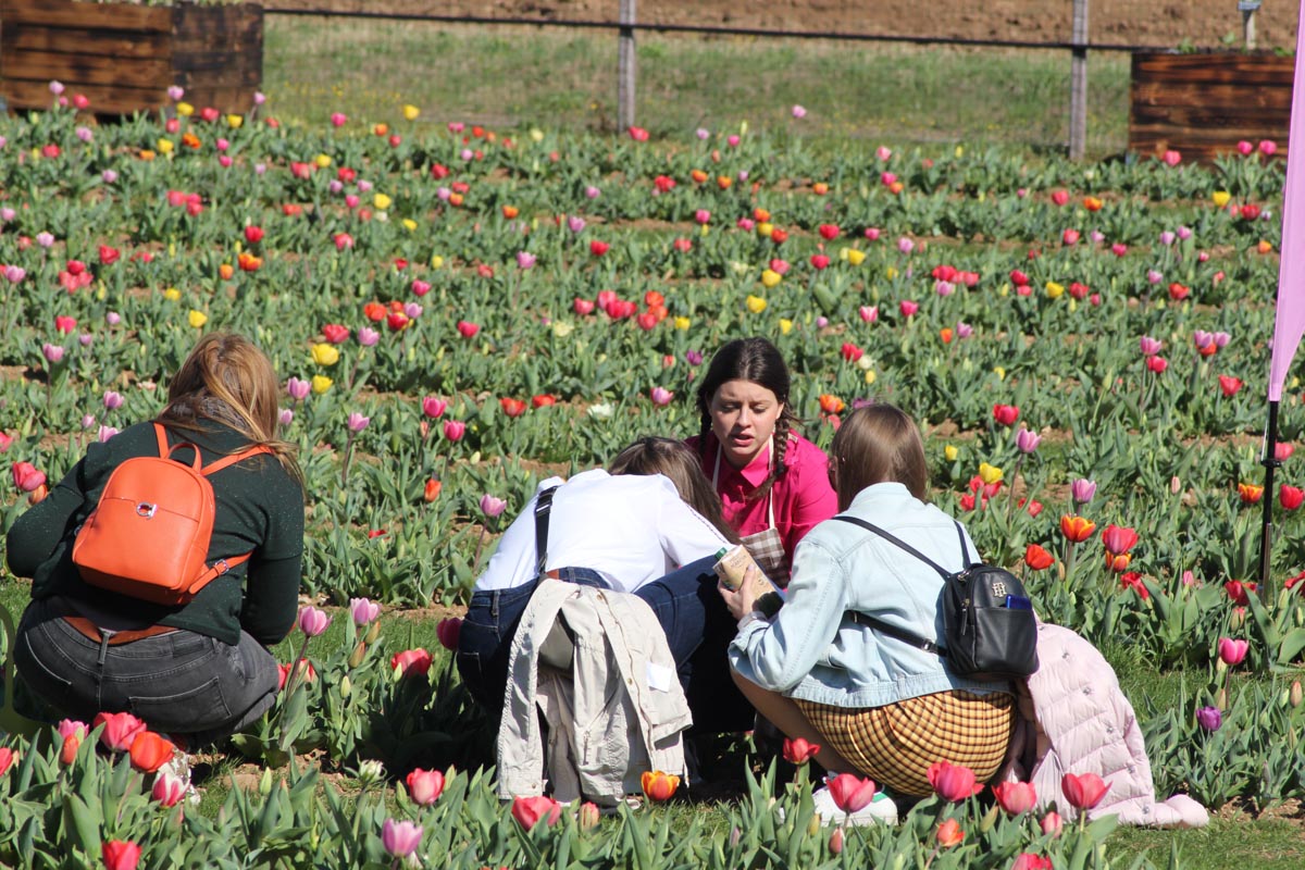 Tulipani che passione - Bussolengo Flover