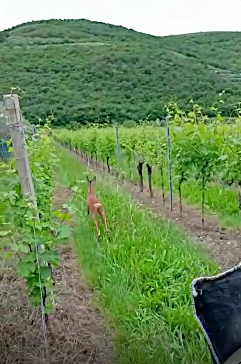 Caprioli intrappolati Pigozzo - Rilascio