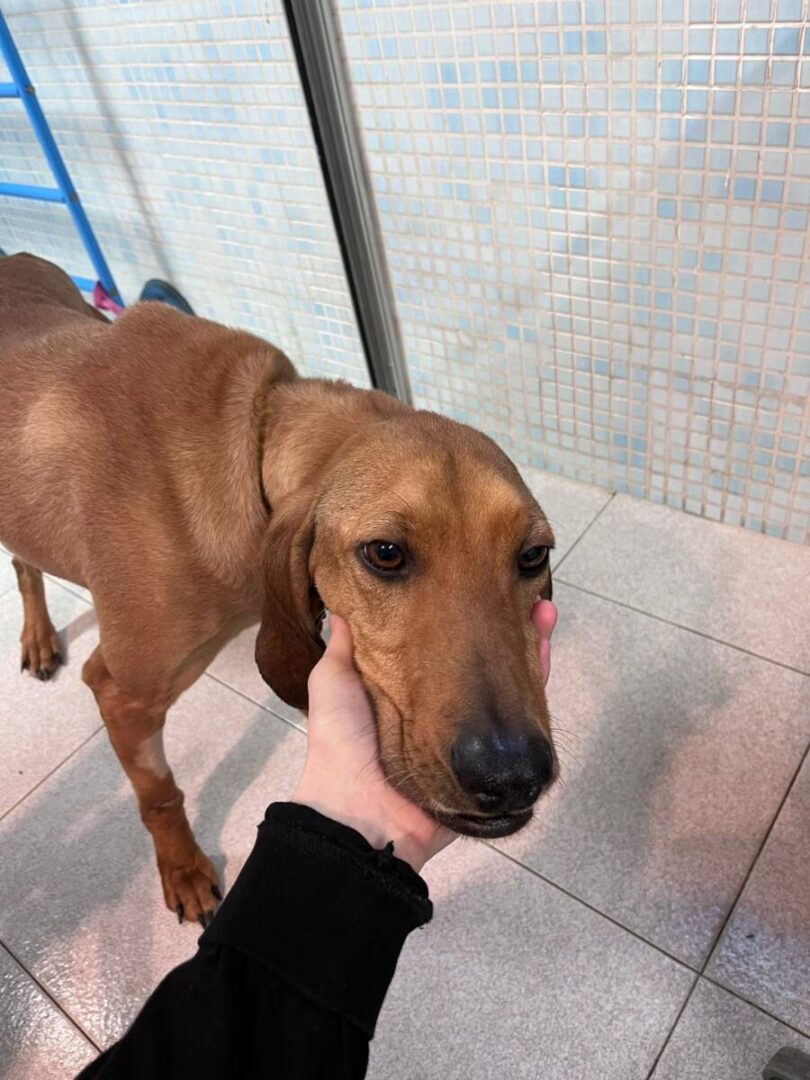 Biagio segugio LAV maltrattamenti animali cane