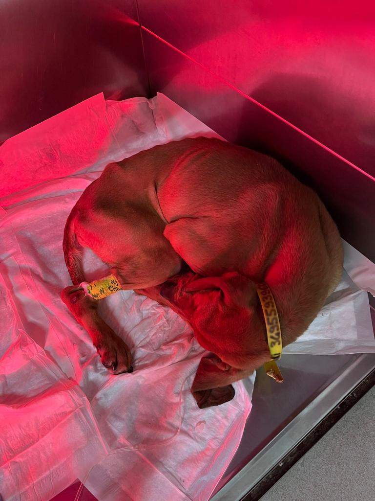 Biagio segugio LAV maltrattamenti animali cane