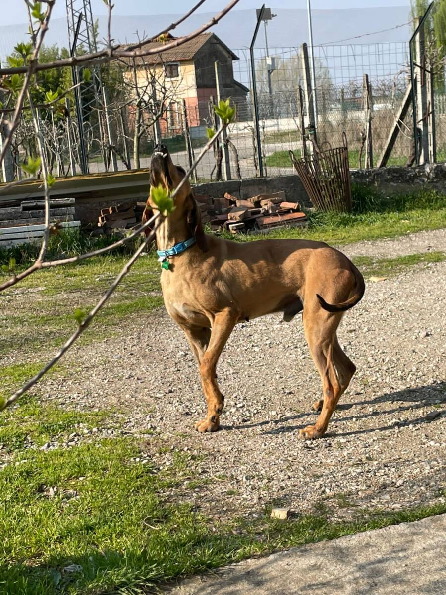 Biagio segugio LAV maltrattamenti animali cane