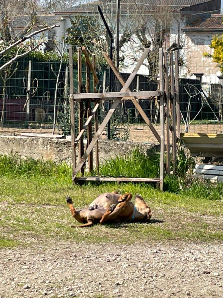Biagio segugio LAV maltrattamenti animali cane