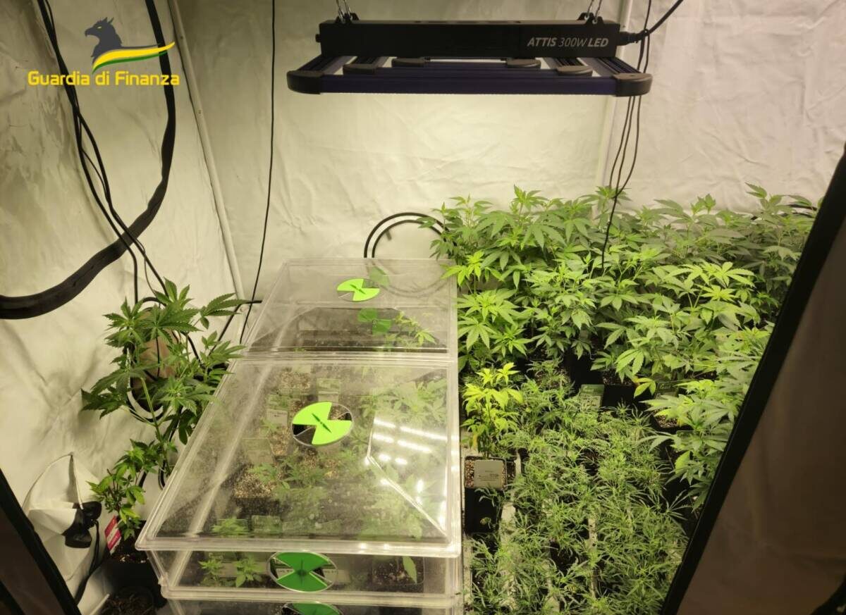 Piantagione marijuana Legnago