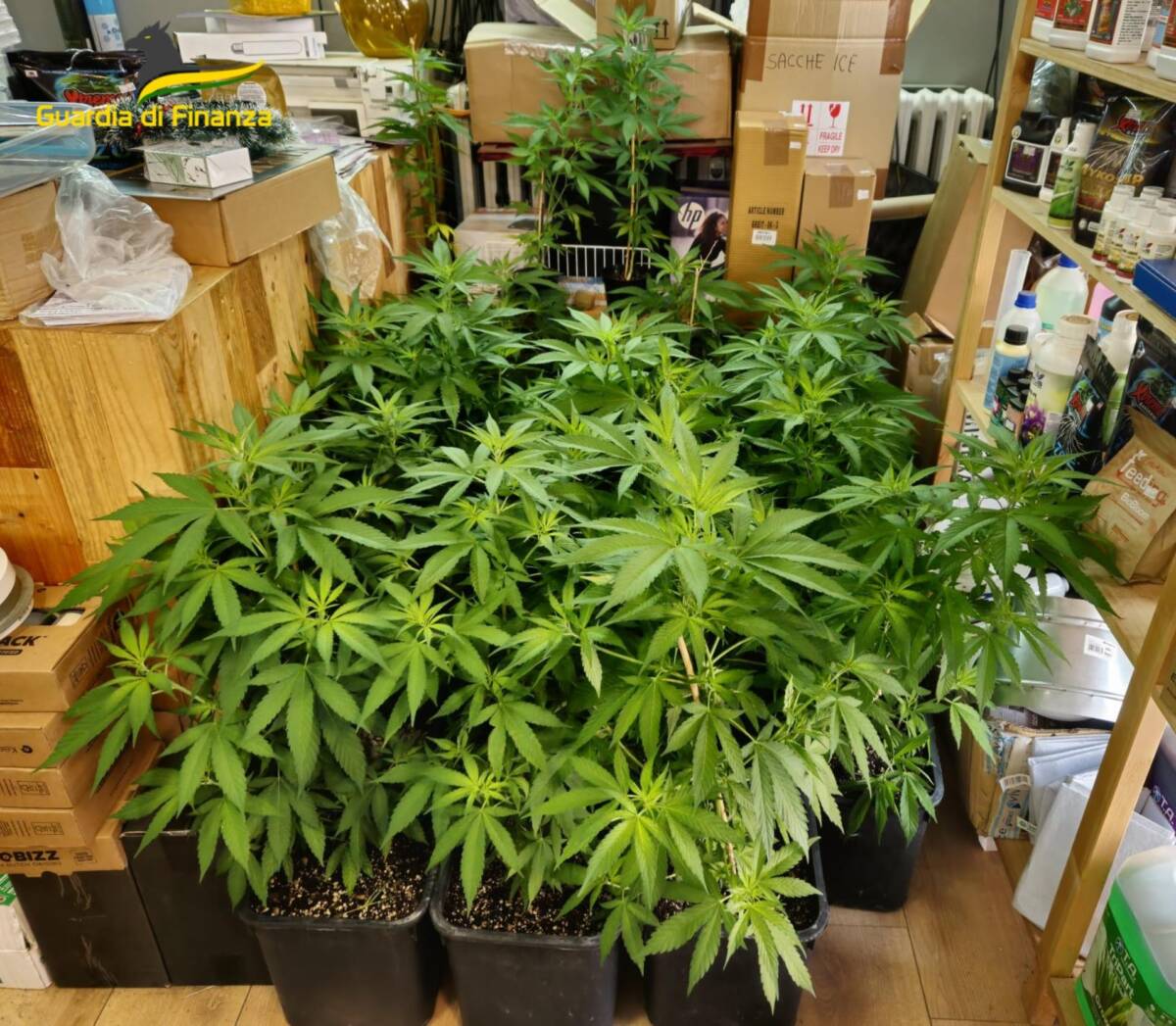 Piantagione marijuana Legnago