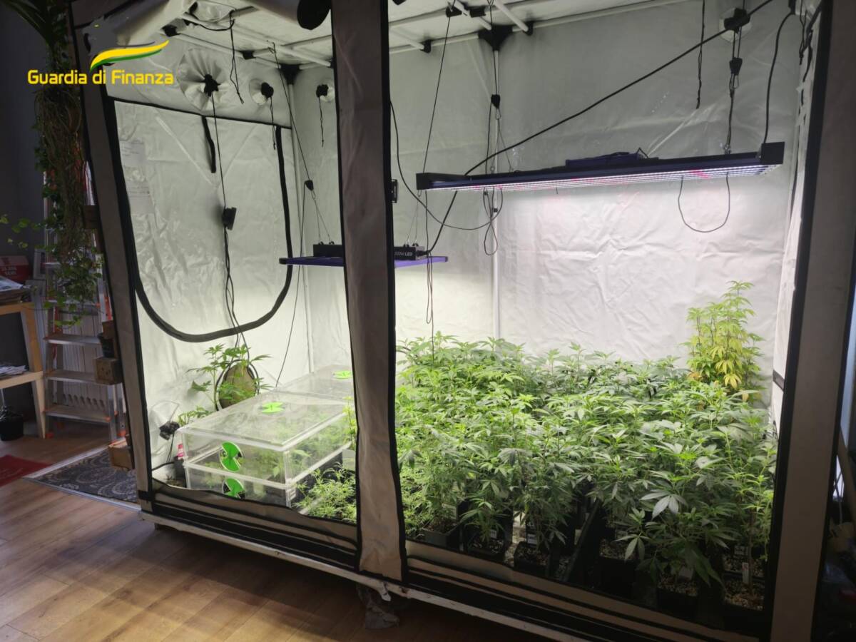 Piantagione marijuana Legnago