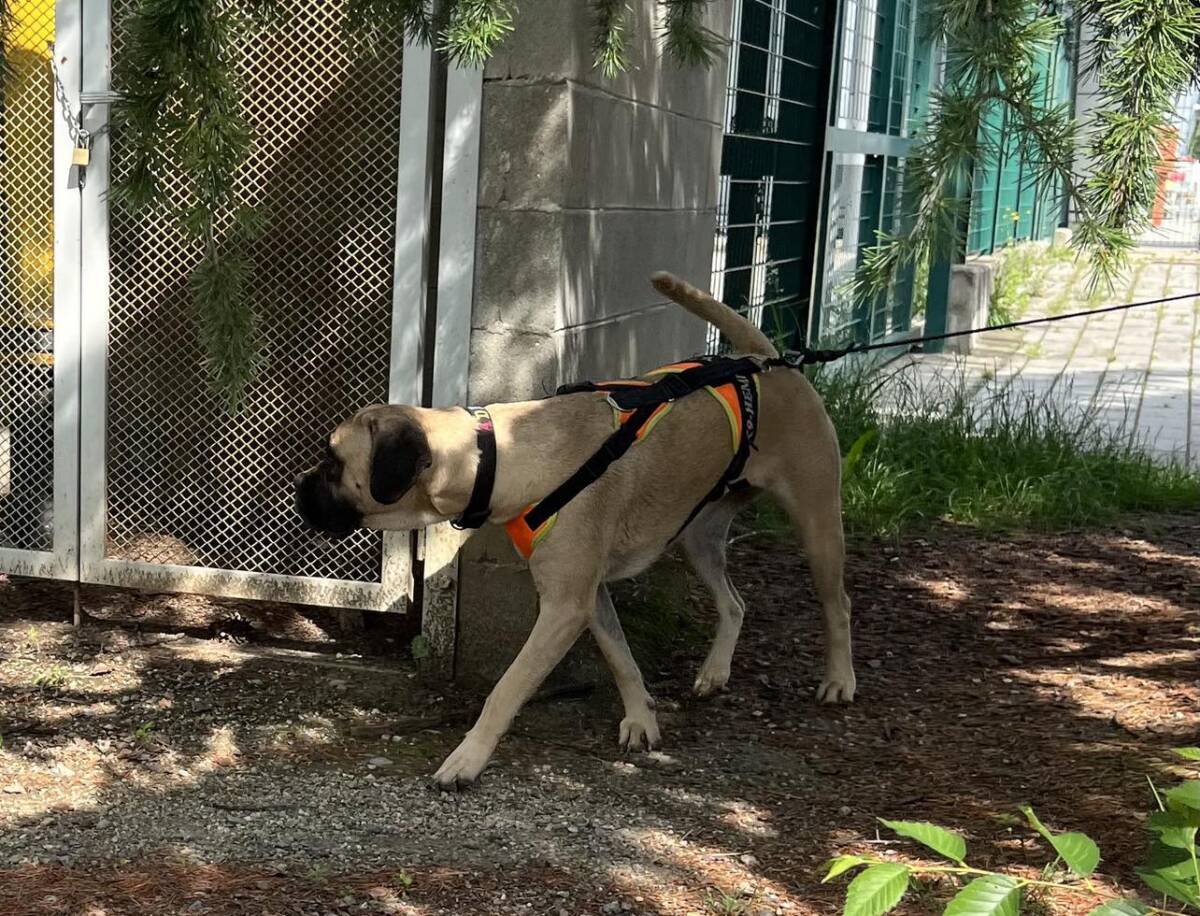 Bovolone Cinofilia forense