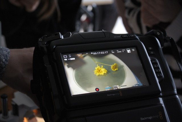 Erbacce cortometraggio cambiamenti climatici Valpolicella film