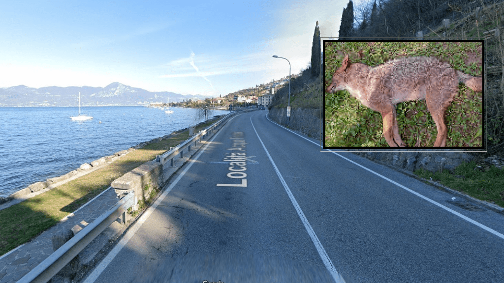 Sciacallo dorato Torri del Benaco