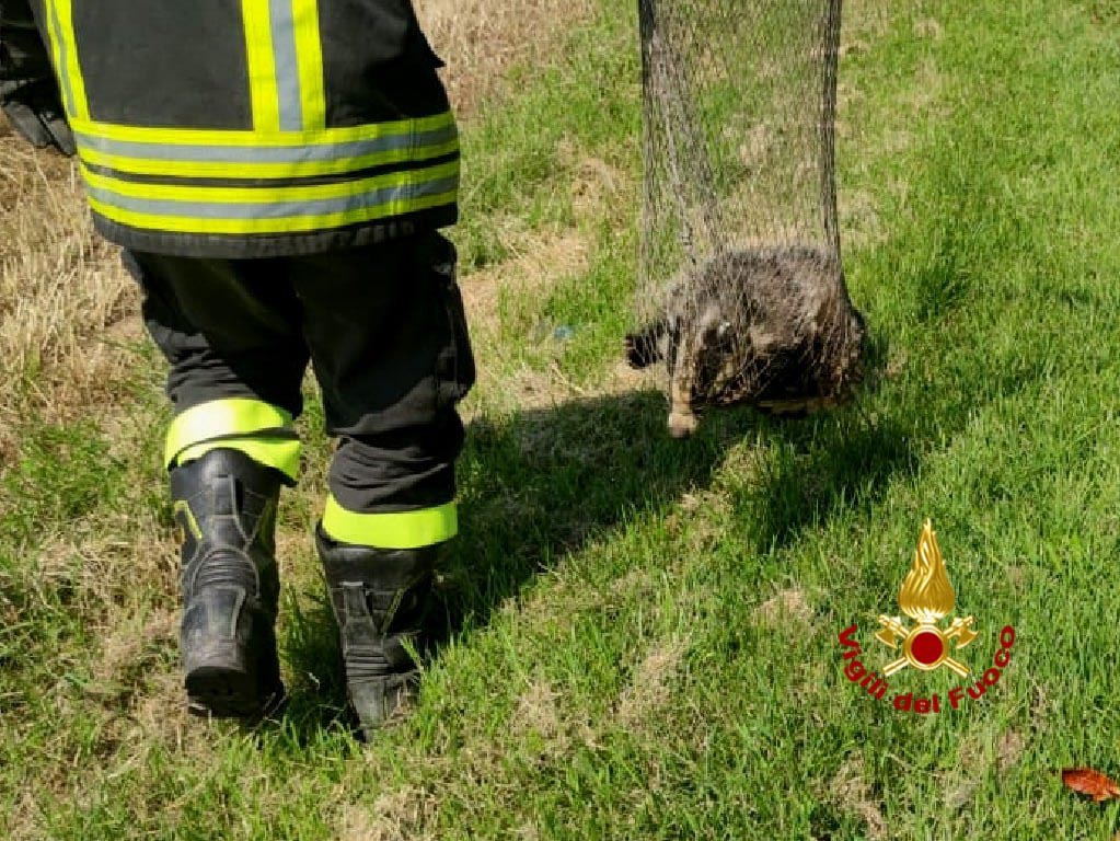 Tasso catturato - Vigili del fuoco Cavaion Veronese