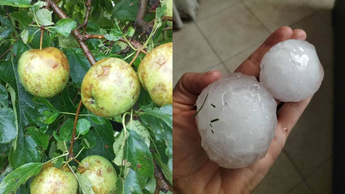Danni in agricoltura nel Veronese - Codive