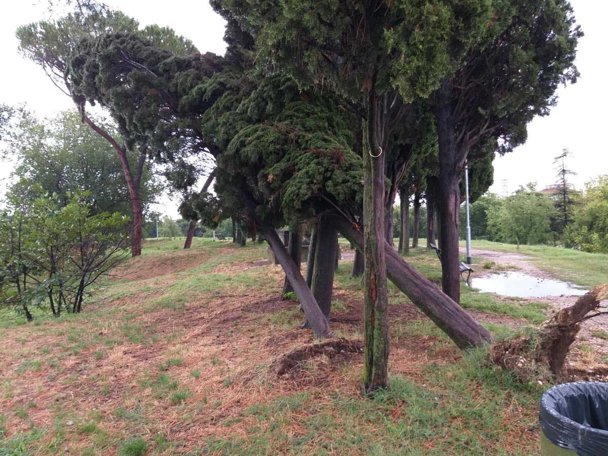 Danni alberi Verona - Amia