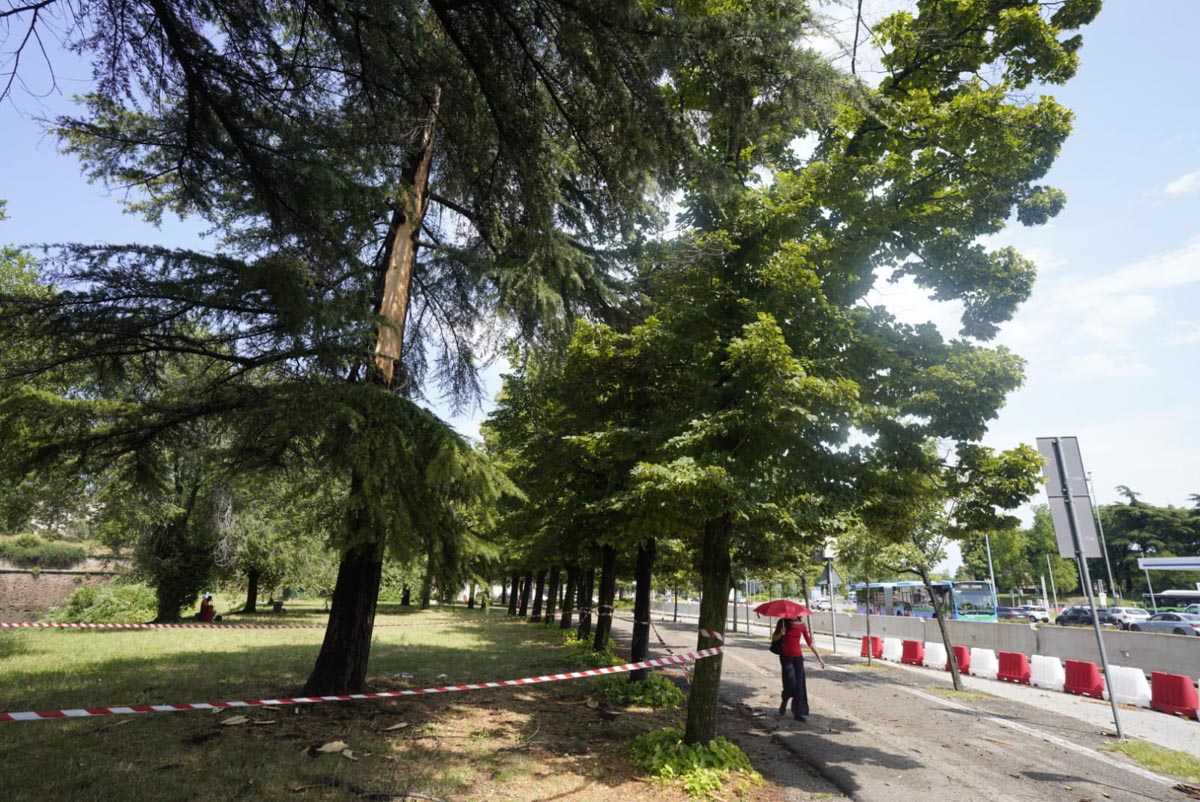 Temporale Verona piante colpite porta Nuova