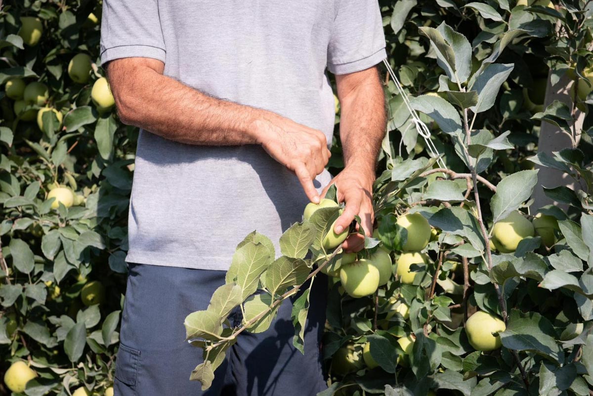 Adotta un melo - La raccolta edizione 2022