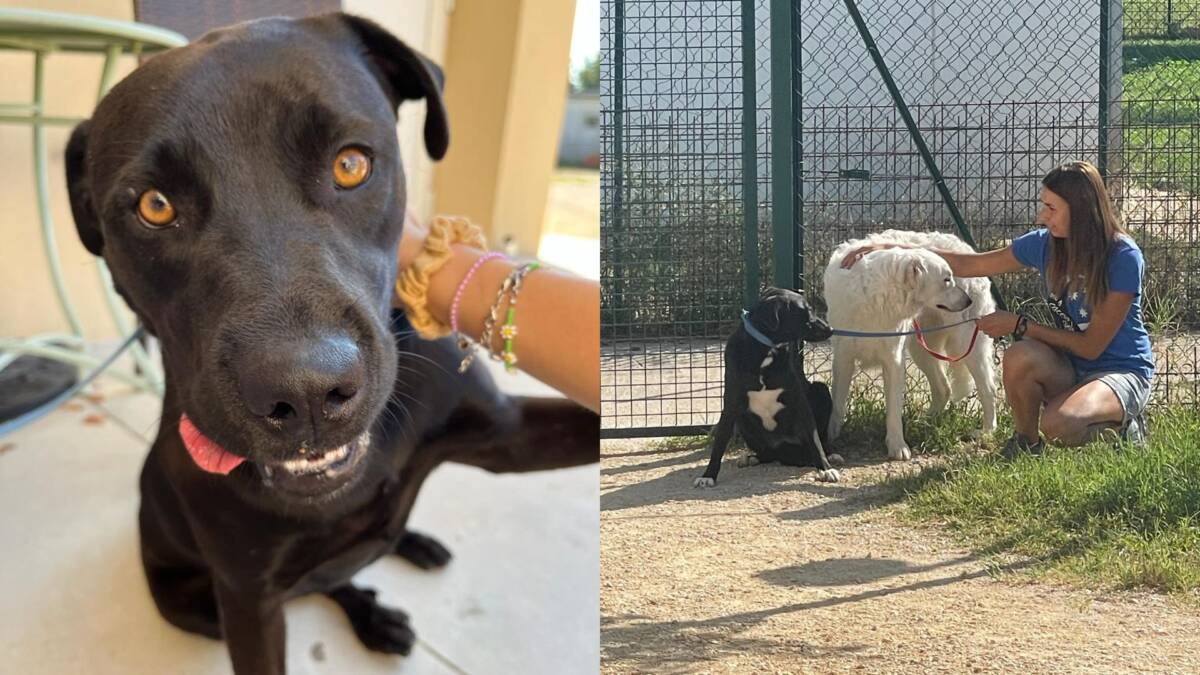 cani invisibili Morgana Nora Bianca