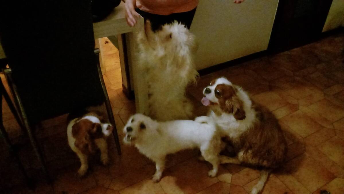 cani verona abbandonati