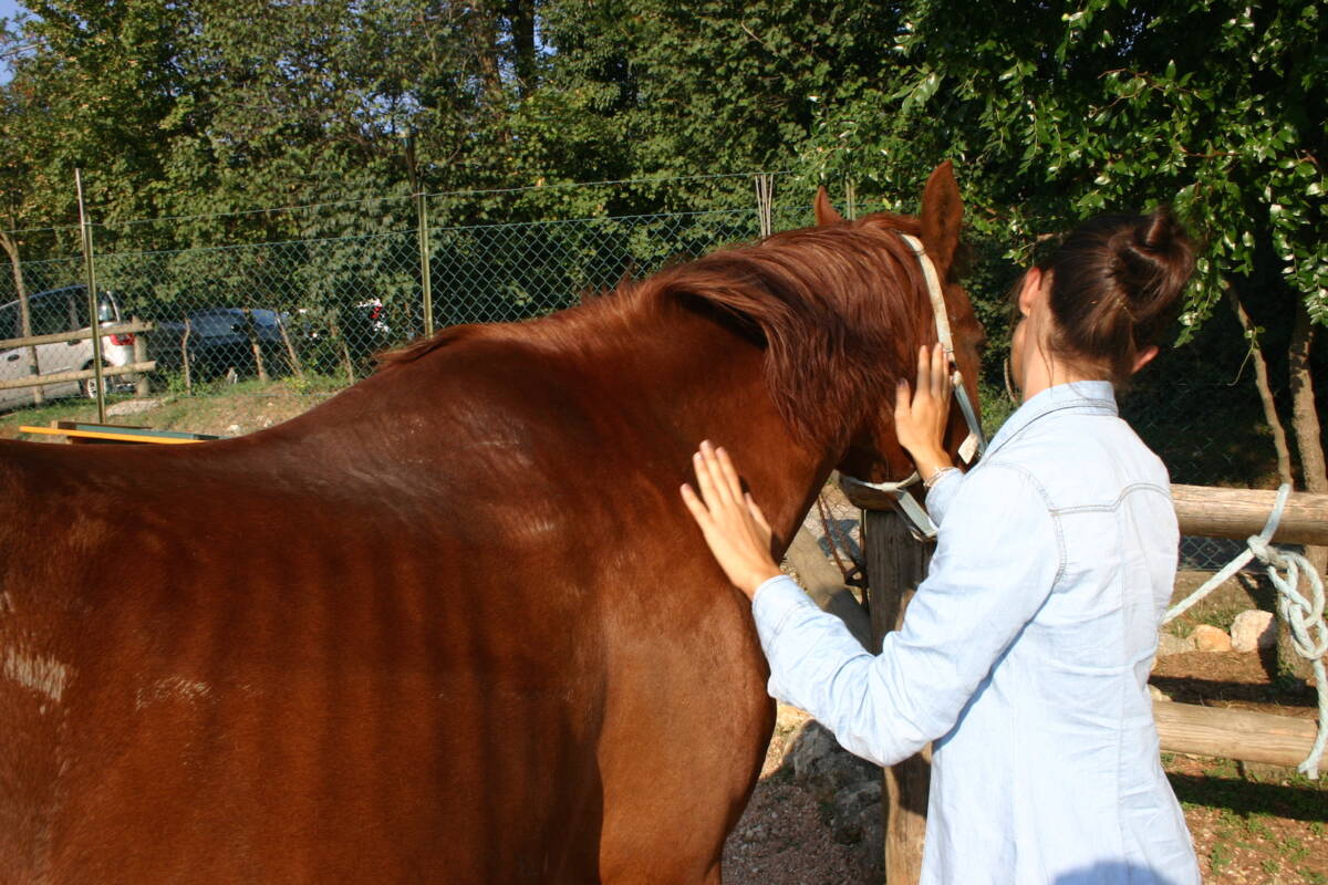 cavalli riabilitazione ippoterapia