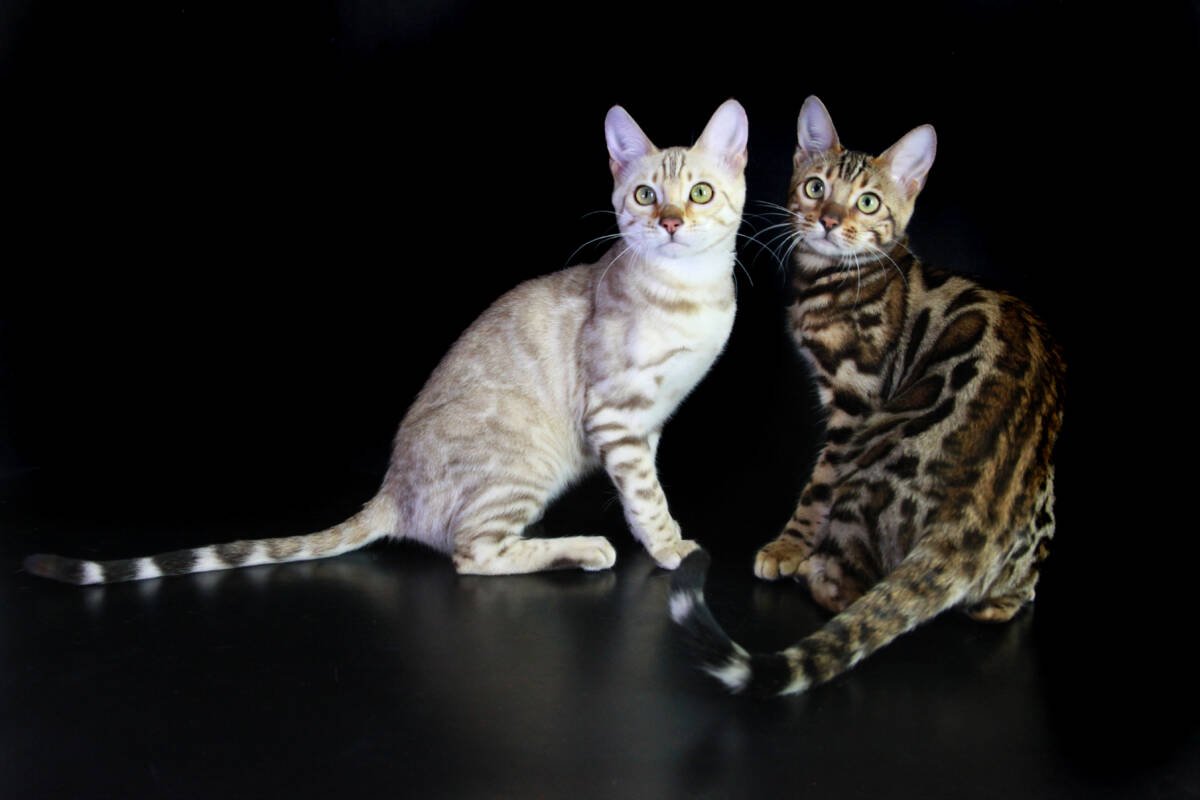 Gatti Bengal gatti più belli del mondo esposizione internazionale felina