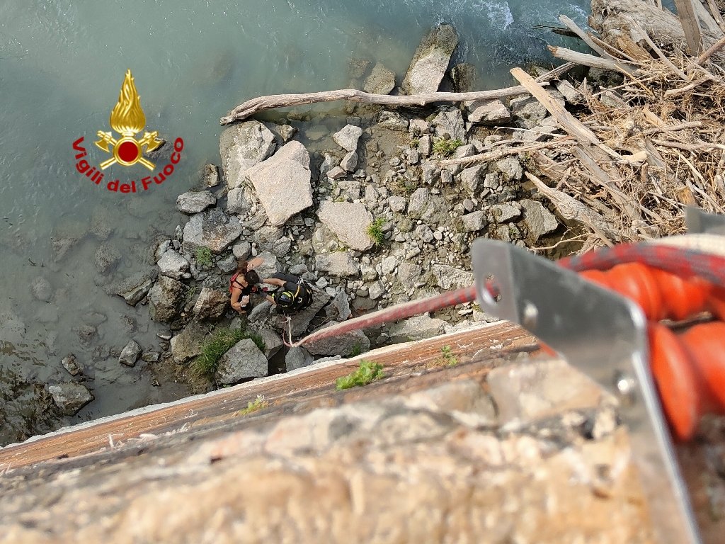 Cane Castelvecchio Vigili del Fuoco Verona