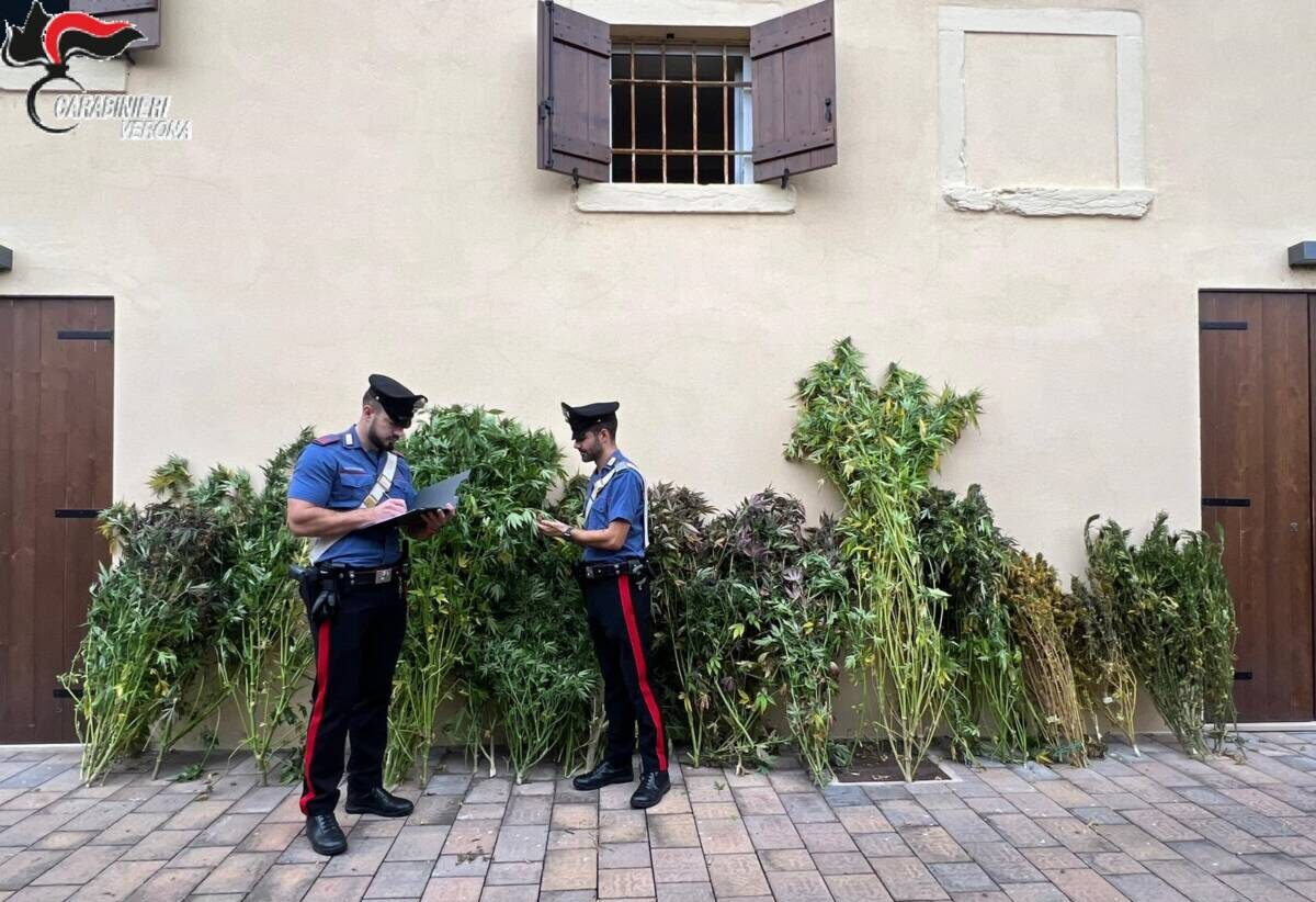 Cannabis Marano di Valpolicella cannabis