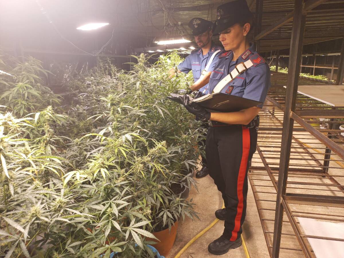 Cannabis carabinieri Mozzecane (3)