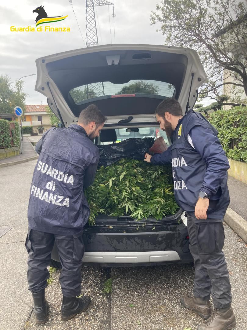 Guardia di finanza - marijuana Sona