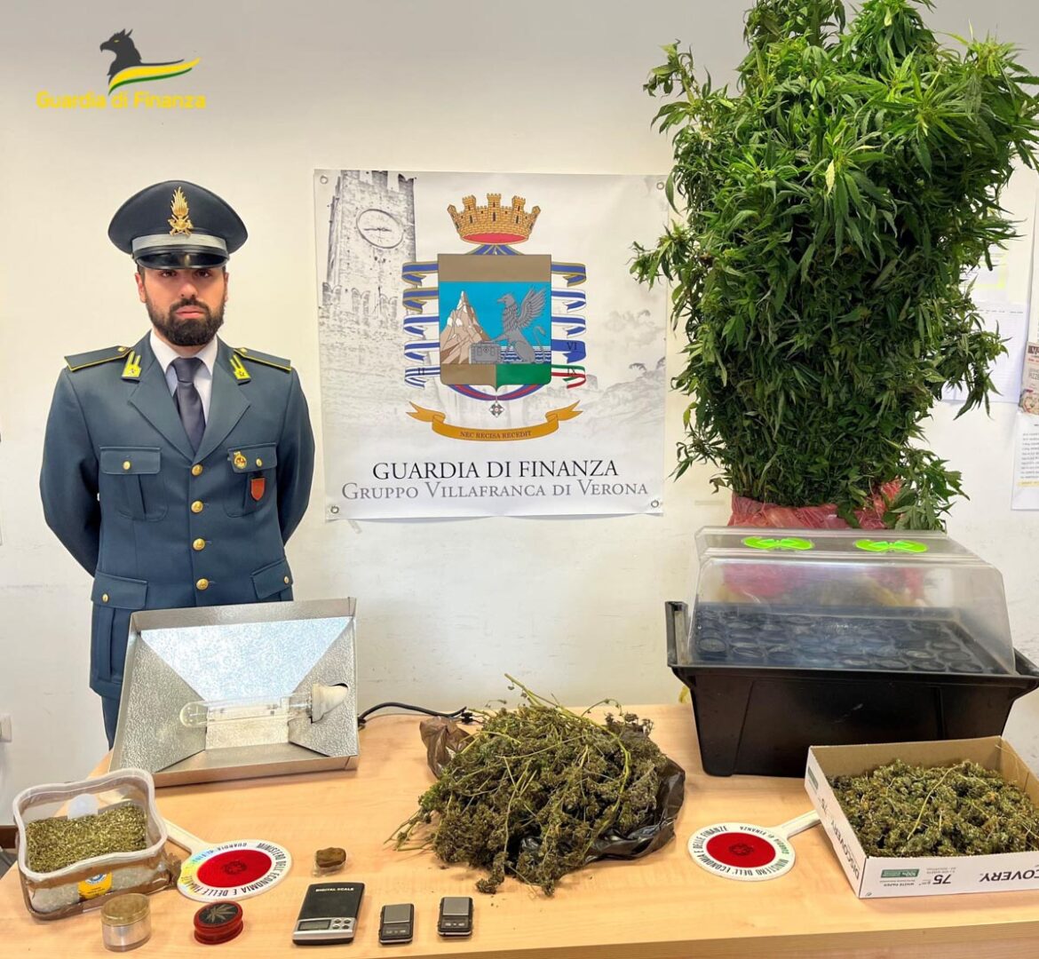 Guardia di finanza - marijuana Sona