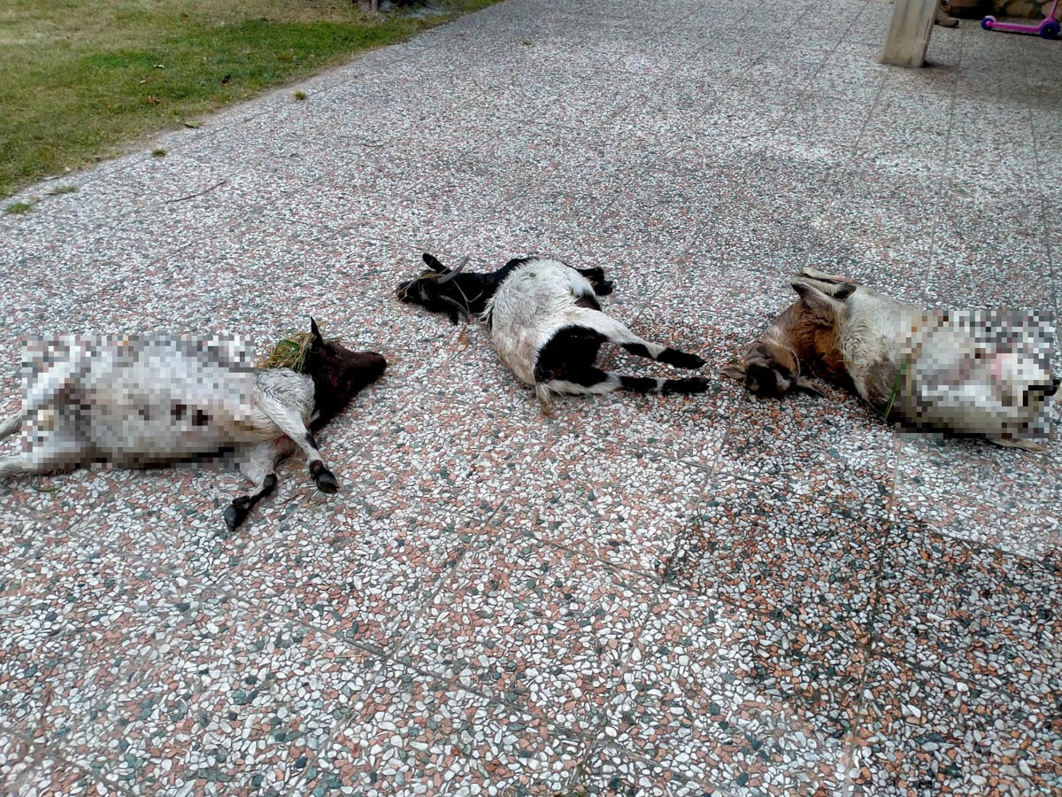 Tre delle quattro capre sbranate a Montorio