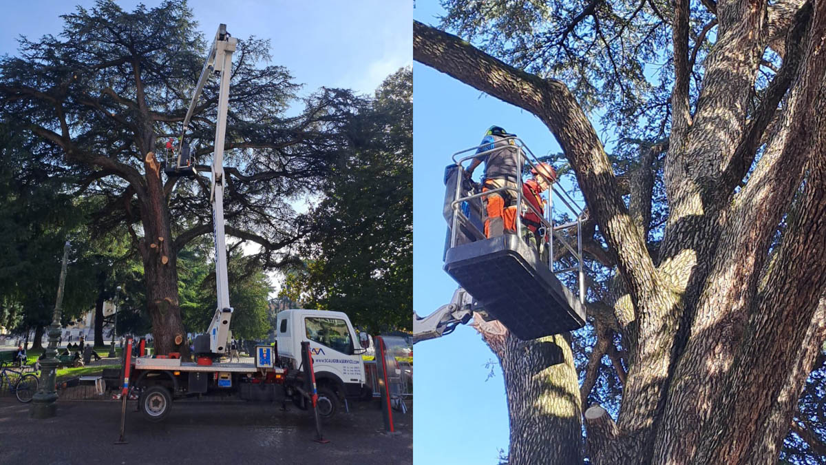 Analisi cedro - ramo caduto piazza bra albero