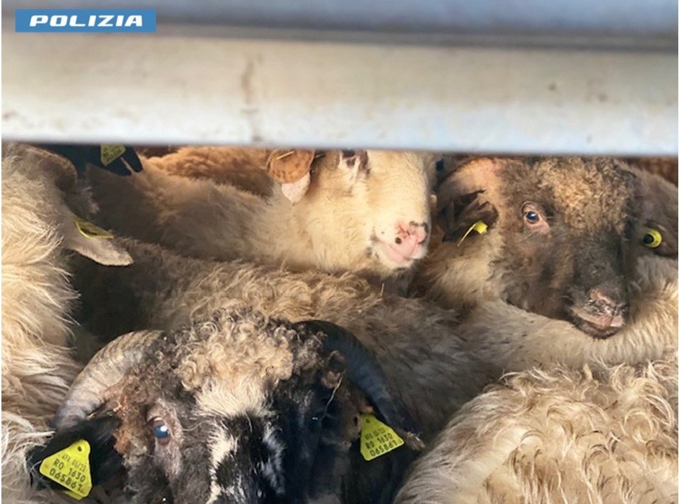 20.12.2023 - Stradale - Violazione normativa sul benessere degli animali