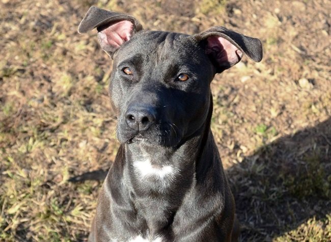 Simpy amstaff cane oipa