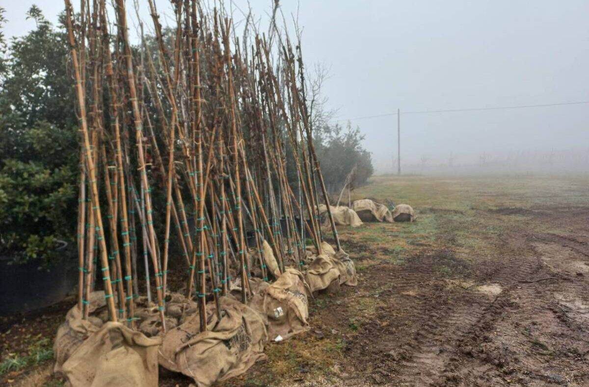 Alberi San Bonifacio