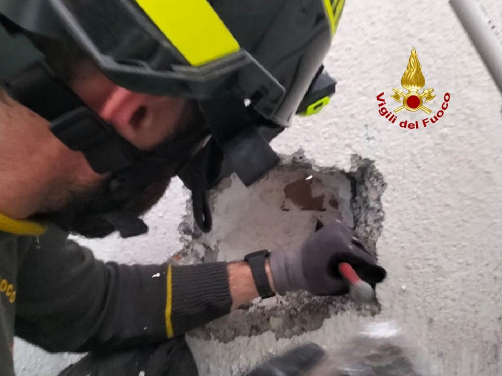 Vigili del fuoco - gatto liberato colognola ai colli