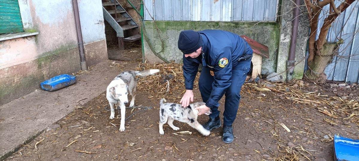 I cani abbandonati con una guardia dell'Oipa