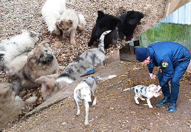 Cani abbandonati Oipa