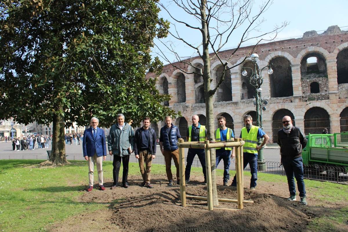 Amia - alberi piazza Bra