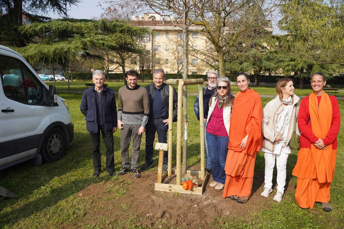 Induisti alberi Verona