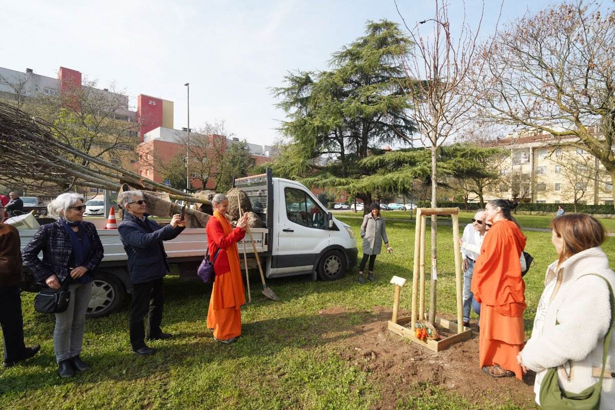 Induisti alberi Verona