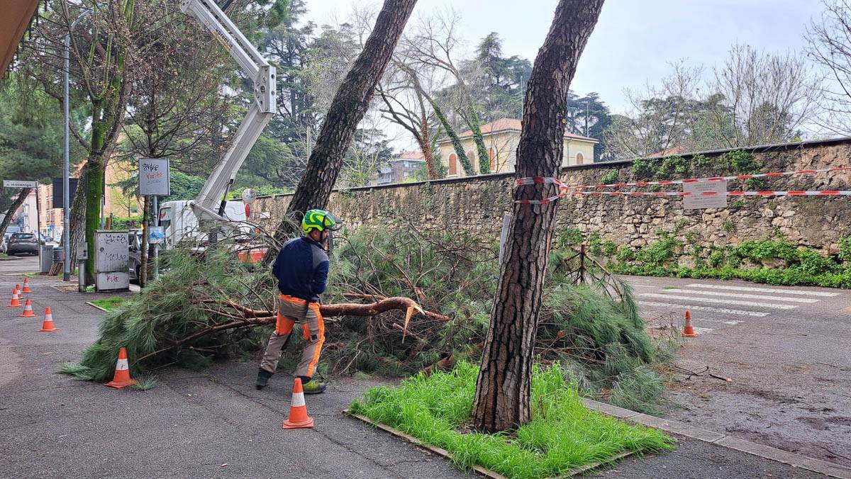 Intervento alberi in via Magellano a Verona