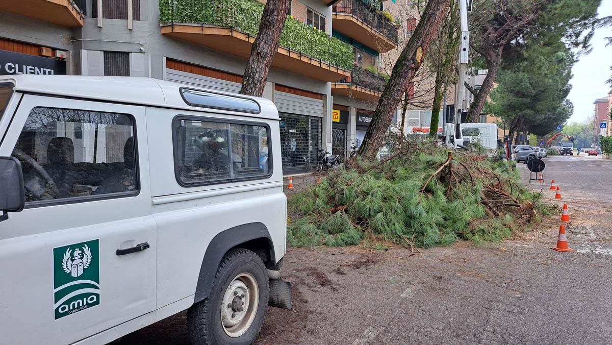 Intervento Amia sugli alberi in via Magellano a Verona