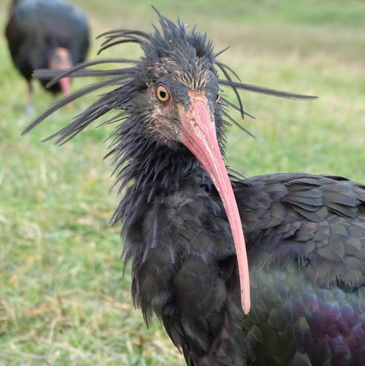 Ibis eremita - Waldrappteam_Parco Natura Viva