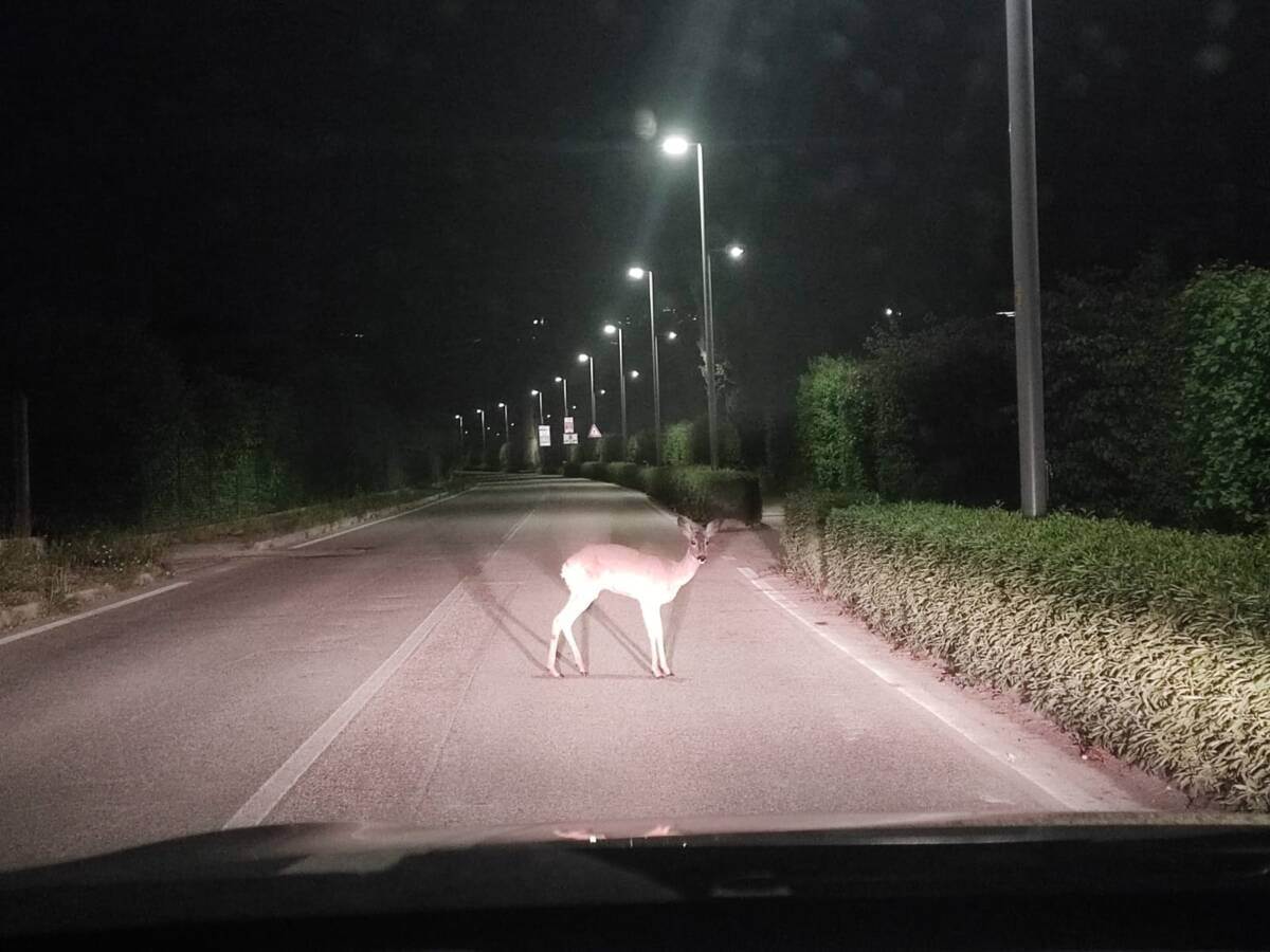 Il capriolo soccorso dalla Polizia locale di Verona in via Valpantena nelle prime ore di lunedì 29 aprile 2024