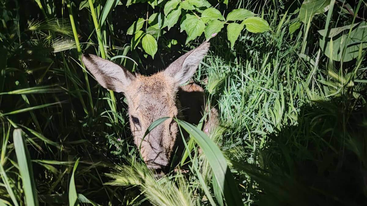 Il capriolo soccorso dalla Polizia locale di Verona in via Valpantena nelle prime ore di lunedì 29 aprile 2024