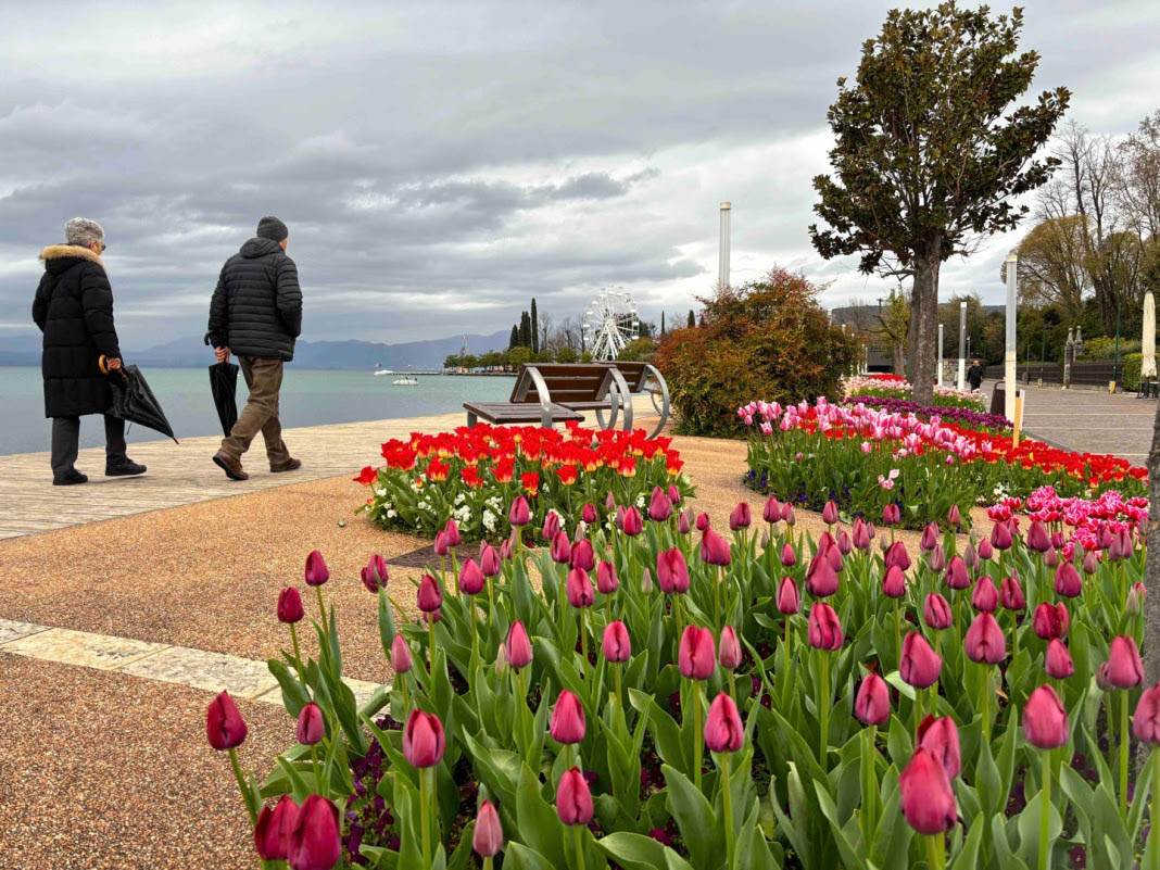 Tulipanomania - Tulipani Bardolino lungolago